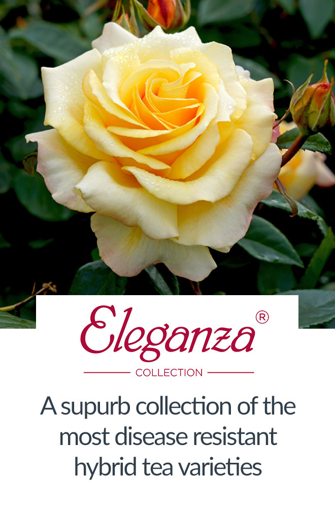View Eleganza Collection